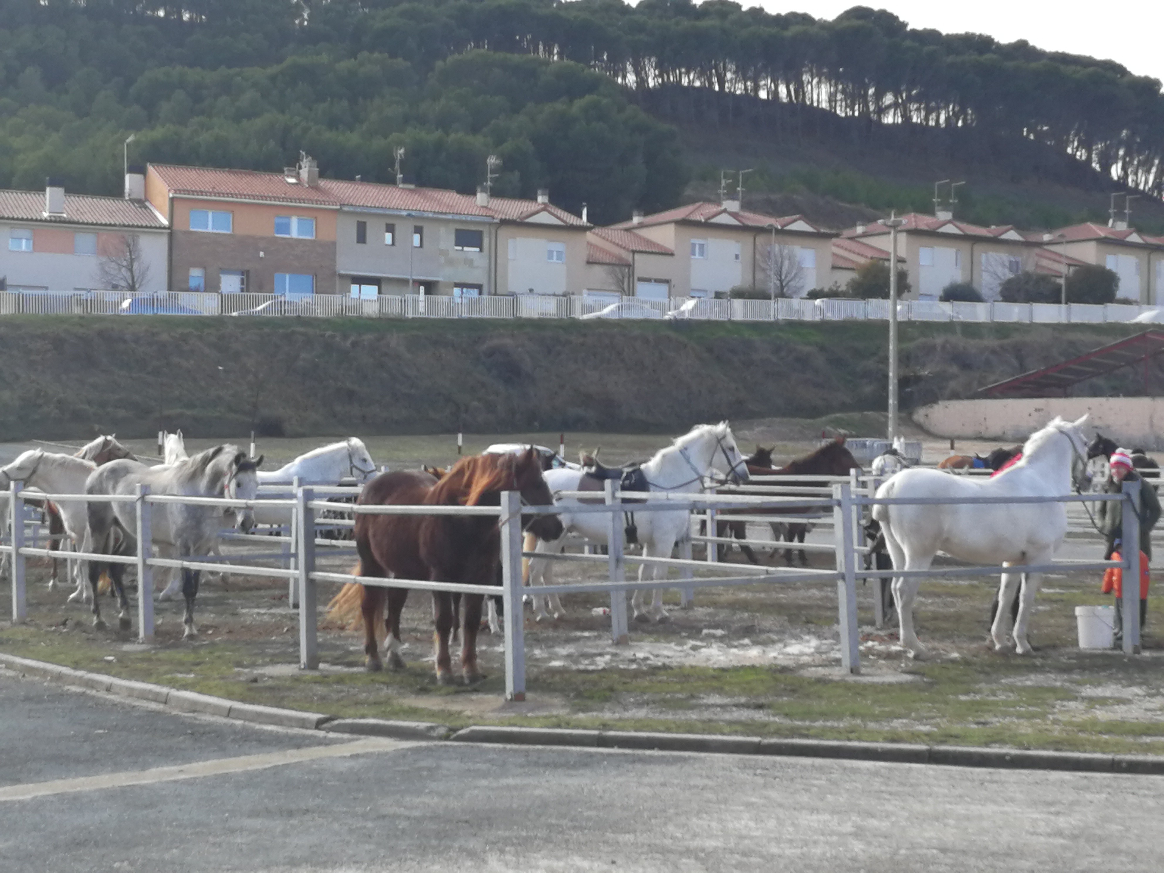 Exitosa exhibición/concurso de la disciplina de Doma de Trabajo en la feria de Tafalla
